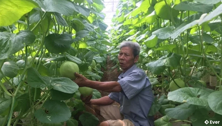Mô hình trồng dưa Kim Hoàng Hậu trong nhà lưới, nhà màng của người dân xã Nga An