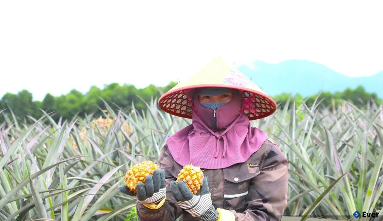 Mô hình trồng dứa liên kết ở xã Kỳ Hoa đang cho kết quả tích cực, hứa hẹn nhiều triển vọng