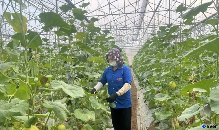 Mô hình trồng dưa theo tiêu chuẩn VietGAP tại xã Nga Thắng