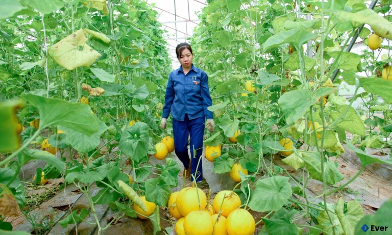 Mô hình trồng dưa trong nhà kính của anh Tạ Văn Hiệp, xã Nguyệt Đức đem lại hiệu quả kinh tế cao