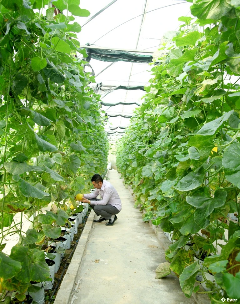 Mô hình trồng dưa trong nhà lưới tại xã Yên Minh cho thu nhập cao