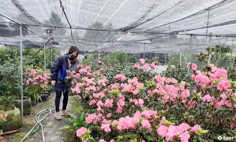 Mô hình trồng hoa, cây cảnh ở xã Tân Tiến