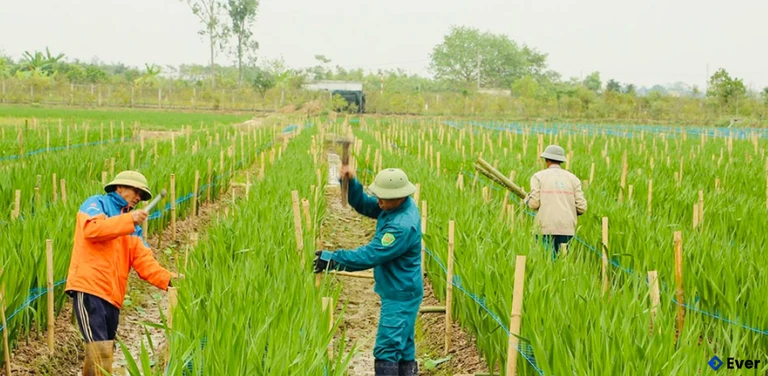 Mô hình trồng hoa lay ơn của HTX Hoa sen Vân Đài, xã Hồng Minh mang lại hiệu quả cao.