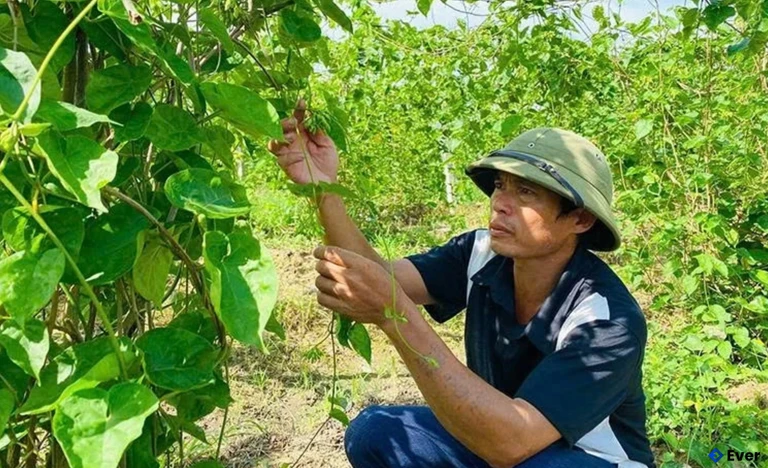 Mô hình trồng hoa thiên lý cho hiệu quả kinh tế cao ở xã Công Chính