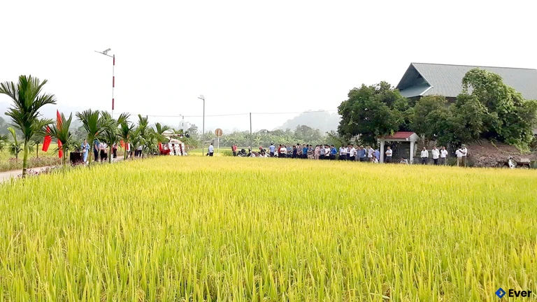 Mô hình trồng lúa thuần chất lượng cao được xã Tùng Bá nhân rộng.