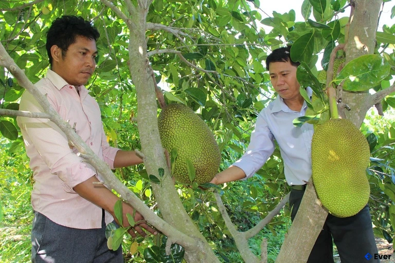 Mô hình trồng mít Thái đem lại hiệu quả kinh tế cao cho người dân xã Phước Hà