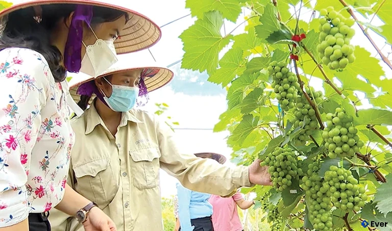 Mô hình trồng nho Hạ đen được triển khai tại xã Chí Tiên góp phần thúc đẩy phát triển nông nghiệp an toàn trên địa bàn