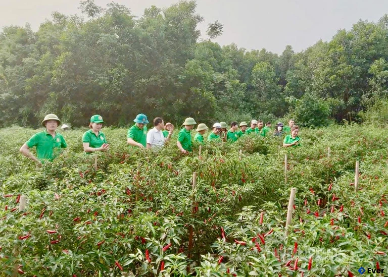 Mô hình trồng ớt thôn Đồng Danh, xã Thái Hòa cho thu nhập ổn định.