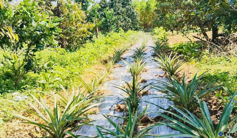 Mô hình trồng xen canh cây dứa trong vườn cây ăn quả tại thôn Tây Phước, xã Bình Minh