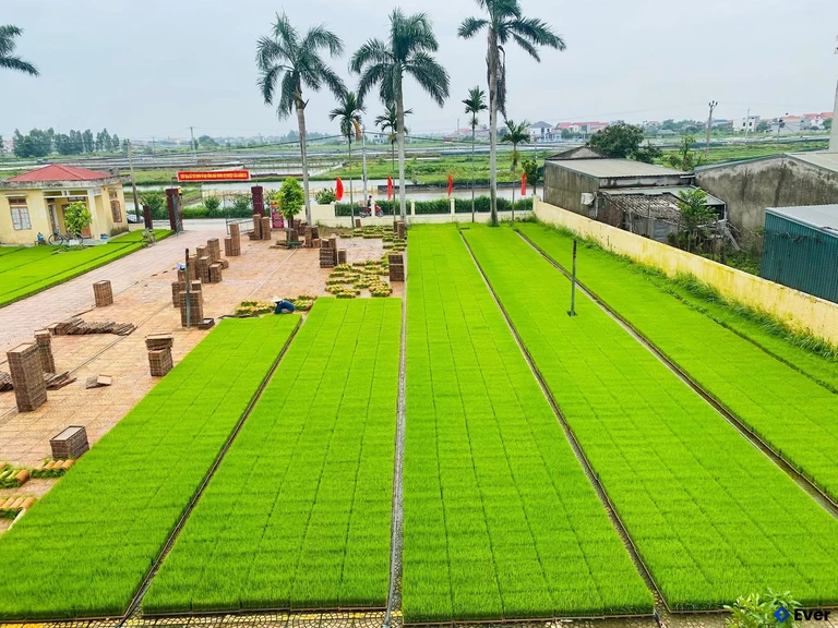 Mở rộng diện tích cấy lúa xã Tân Kỳ