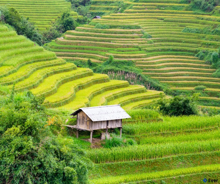 Một góc ruộng bậc thang ở Gia Hội
