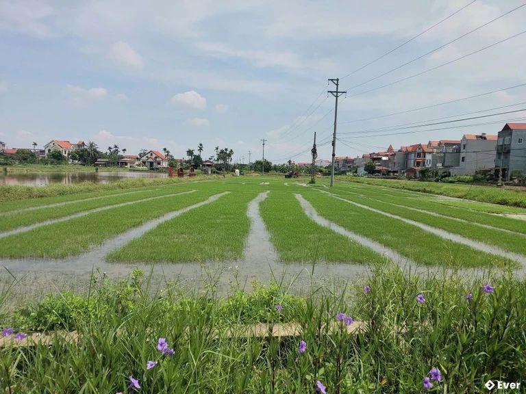 Một mùa vụ tại xã Vĩnh Lại