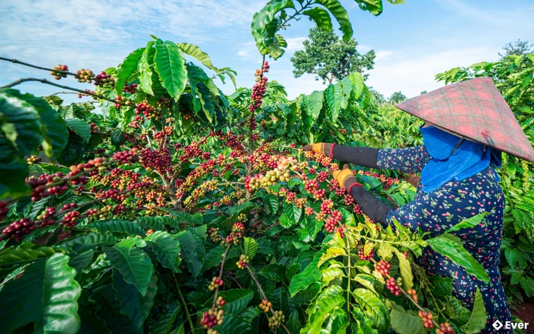 Mùa thu hoạch cà phê ở Chư Pưh