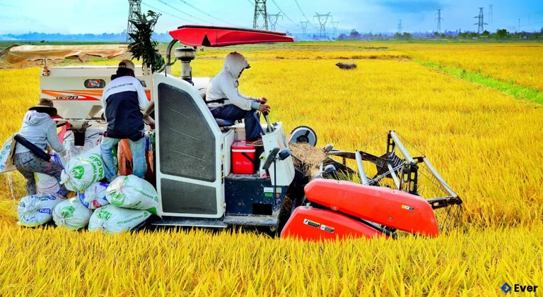 Mùa vàng ở xã Hiếu Giang