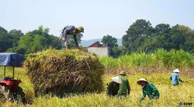 Nếp hạt cau Mường Đủ - HTX nông sản Thạch Bình (xã Thạch Bình) đã được xếp hạng OCOP 3 sao