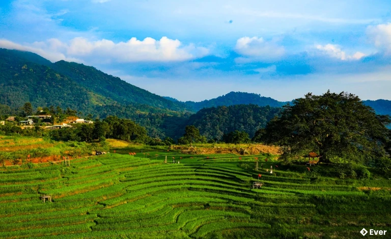 Ngắm mùa lúa xanh mướt trên bản Mừng, xã Cao Phong