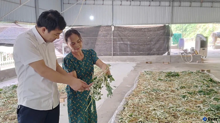 Nghề nuôi tằm mang lại nguồn thu nhập ổn định cho người dân xã Đồng Lương.