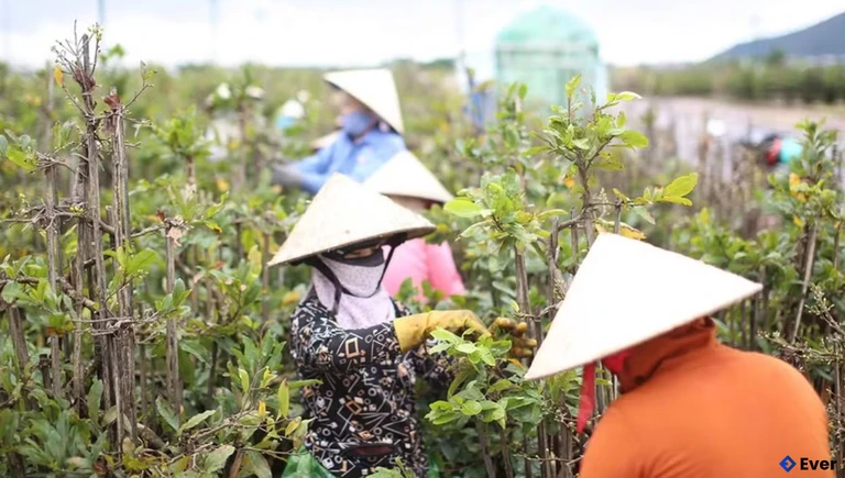 Nghề trồng mai vàng ở phường An Nhơn Đông đem lại nguồn thu nhập ổn định cho người dân