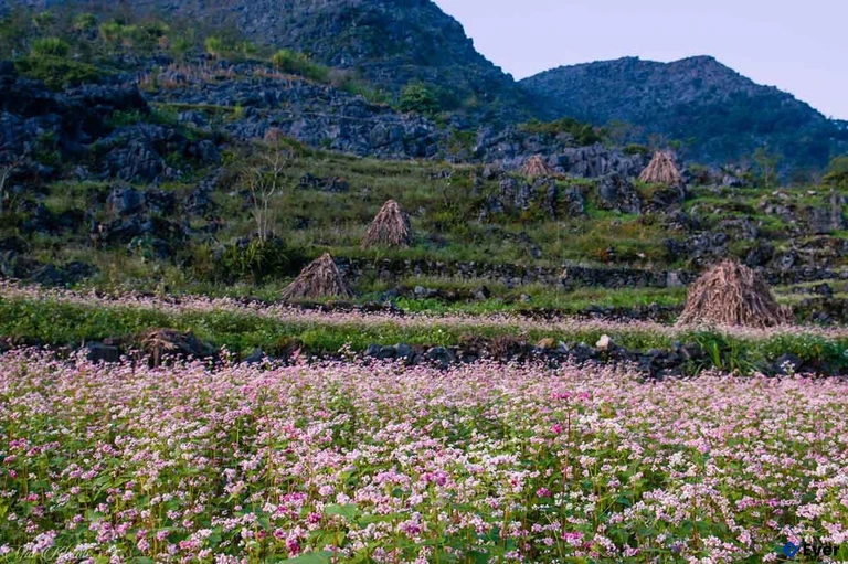 Ngỡ ngàng trước vẻ đẹp của cao nguyên đá Đồng Văn mùa hoa nở
