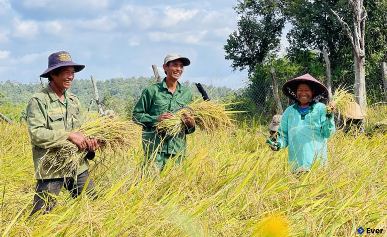 Người dân làng Hrach (xã Chư Krey) thu hoạch lúa