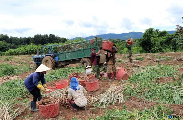 Người dân Mô Rai giúp nhau thu hoạch mỳ (sắn) cao sản, loại cây trồng đem lại thu nhập ổn định cho gia đình
