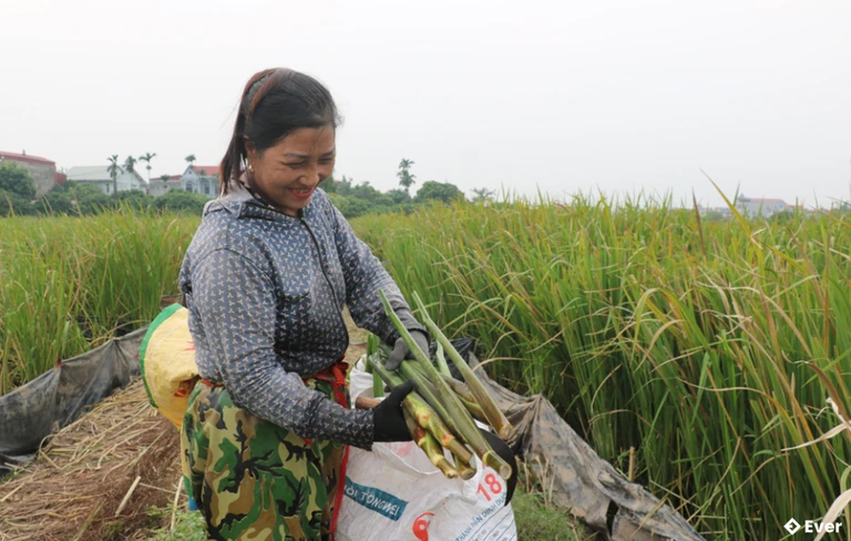 Người dân ở khu phố Phương Độ, phường Hồng Châu thu hoạch niễng