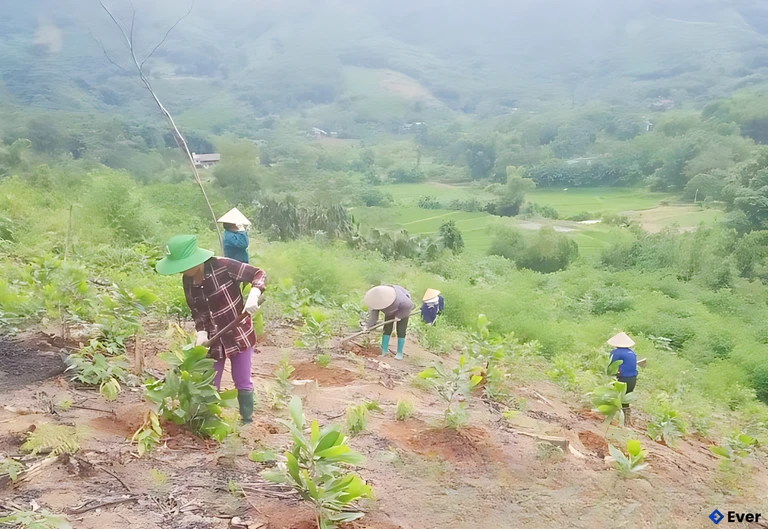 Người dân ở xã Yên Nguyên chăm sóc diện tích keo mới trồng