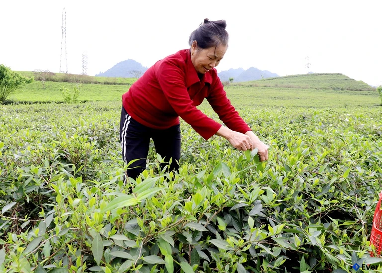 Người dân thôn An Tiến, xã Hùng An thu hái chè vụ Xuân
