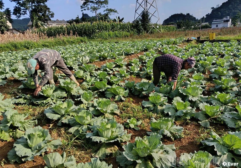 Người dân thôn Bó Lách chăm sóc bắp cải trái vụ.