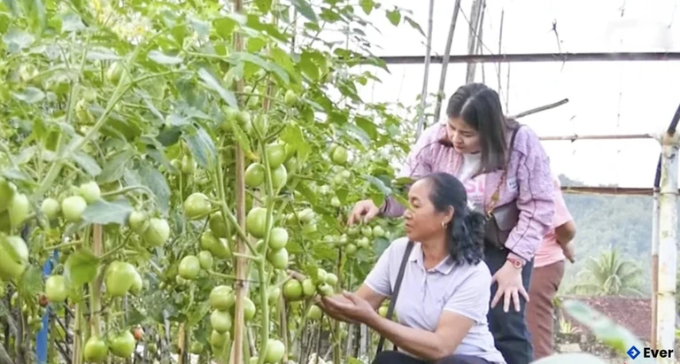 Người dân thôn Điền Lý, xã Điền Lư trồng cà chua theo tiêu chuẩn VietGAP.