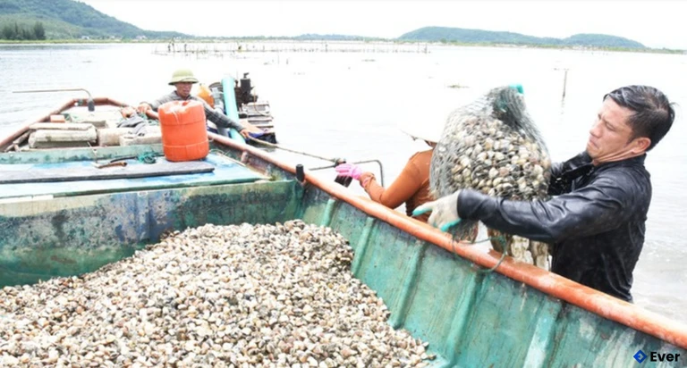 Người dân thôn Mai Lâm (xã Mai Phụ) gấp rút thu hoạch ngao thương phẩm trên các bãi bồi