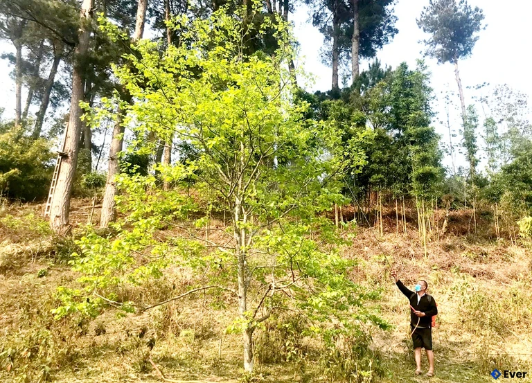 Người dân xã Bạch Đích phun thuốc khắc phục tình trạng cây hồng bị rụng hoa, quả.