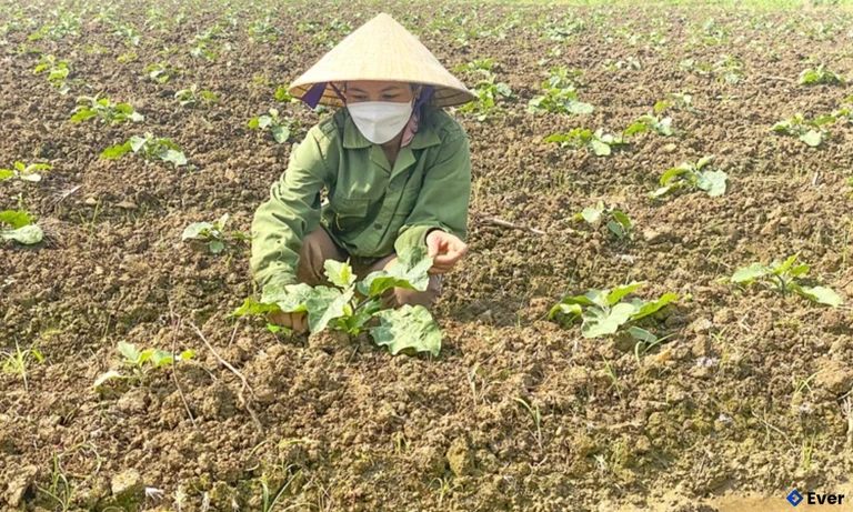 Người dân xã Cẩm Tú chăm sóc cây màu vụ đông