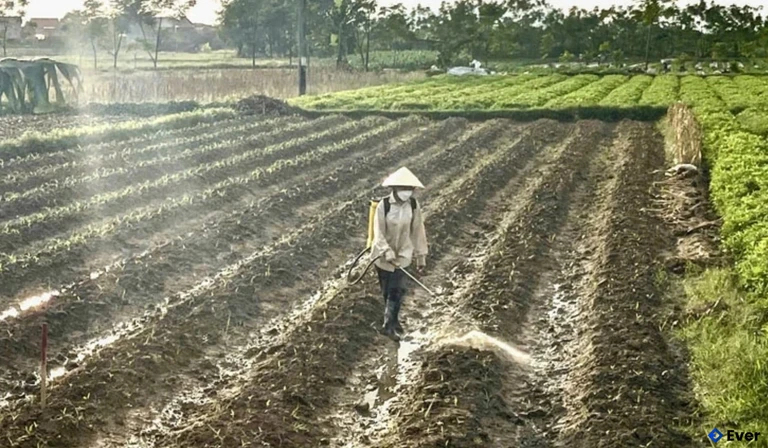 Người dân xã Đông Thành phòng trừ sâu bệnh cho cây trồng vụ đông