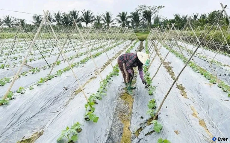 Người dân xã Hoằng Châu chăm sóc dưa Kiếm Nhật vụ đông theo hình thức liên kết sản xuất, bao tiêu sản phẩm