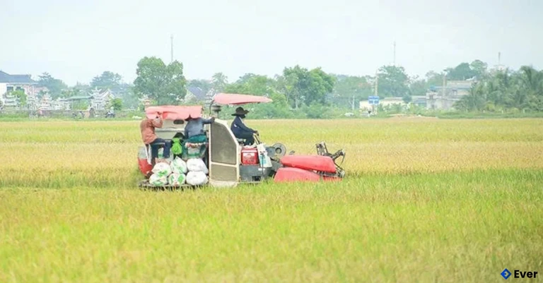Người dân xã Hoằng Tiến ứng dụng cơ giới thu hoạch lúa vụ mùa