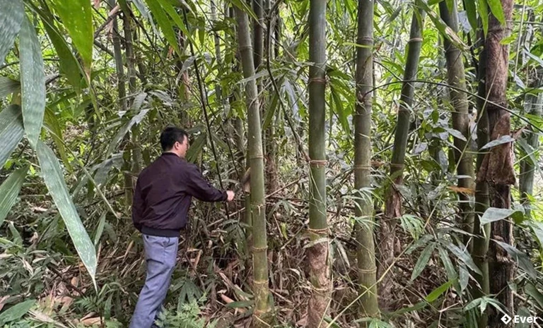 Người dân xã Hồi Xuân chăm sóc rừng luồng