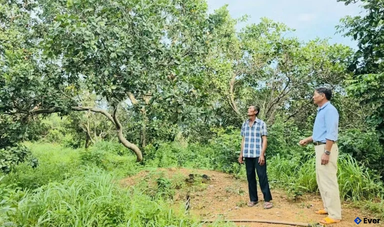 Người dân xã Ia Púch tận dụng đất đồi dốc để trồng điều