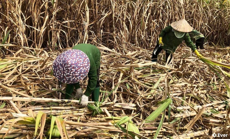 Người dân xã Ia Rsai thu hoạch mía của gia đình