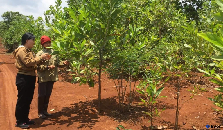 Người dân xã Lơ Pang chia sẻ kinh nghiệm chăm sóc cây trồng