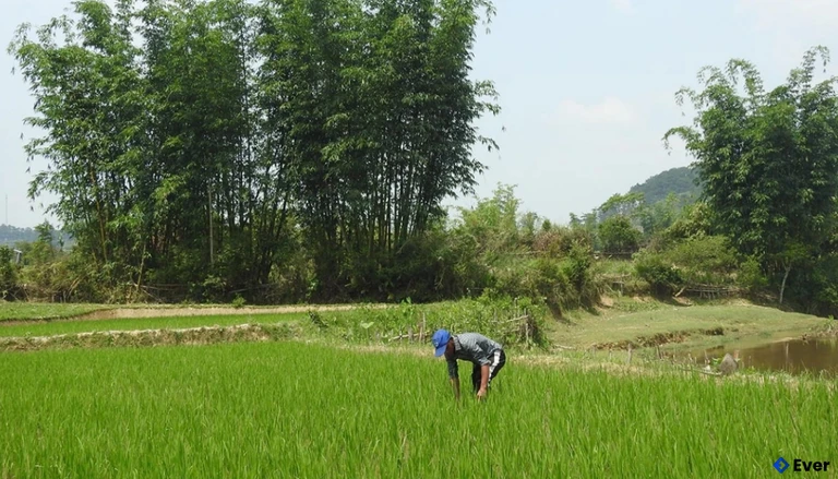 Người dân xã Măng Bút chăm sóc lúa nước