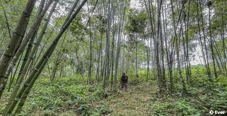 Người dân xã Phú Lệ chăm sóc rừng luồng.