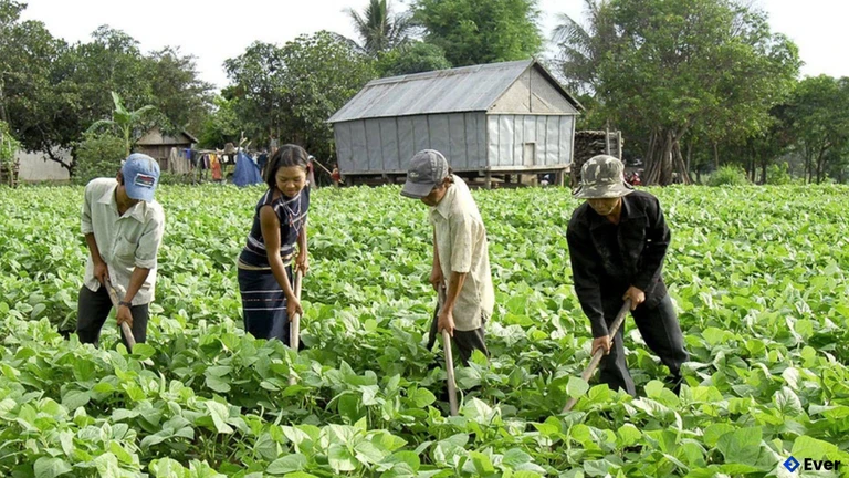 Người dân xã Sró thay đổi nếp nghĩ, cách làm trong sản xuất nông nghiệp, cải thiện thu nhập, ổn định cuộc sống