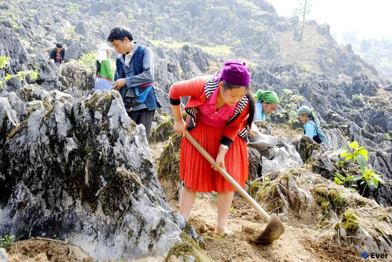 Người dân xã Sủng Máng gieo trồng cây vụ Đông bảo đảm thời vụ.