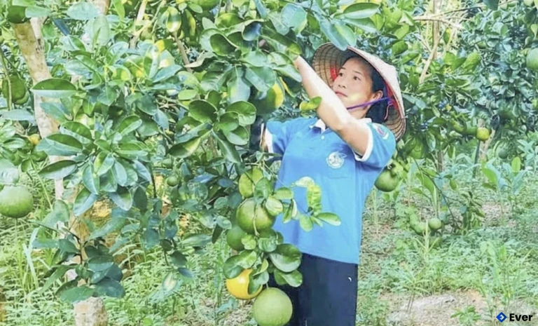 Người dân xã Thạch Quảng phát triển diện tích cây ăn quả.