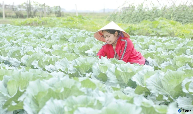 Người dân xã Thiệu Hóa chăm sóc rau màu vụ đông