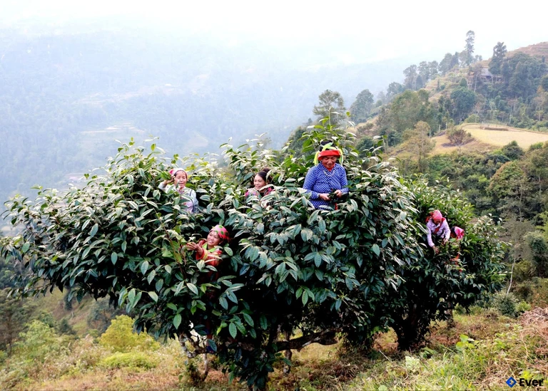 Người dân xã Thượng Sơn thu hái chè