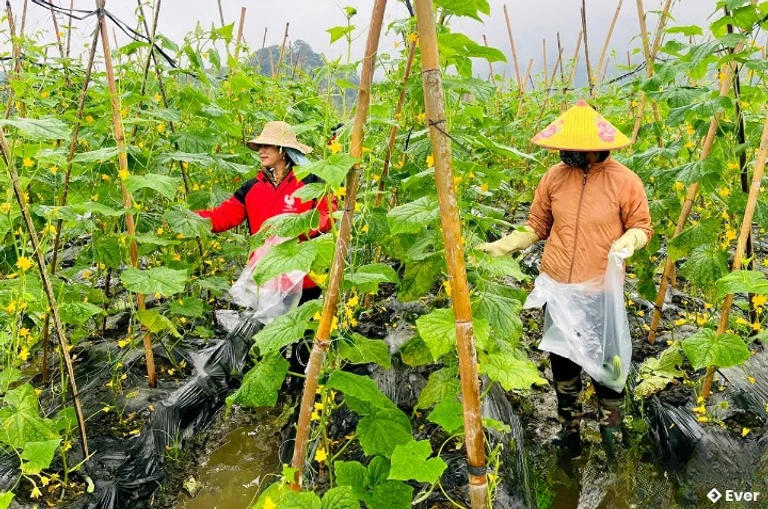 Người dân xã Vị Xuyên liên kết trồng dưa chuột hàng hóa.