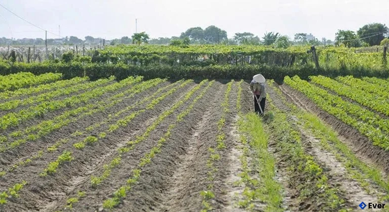 Người dân xã Xuân Tín chăm sóc rau màu vụ đông