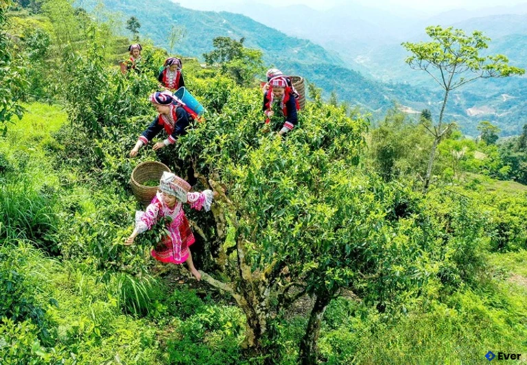 Người Dao ở xã Nậm Dịch thu hái chè Shan tuyết